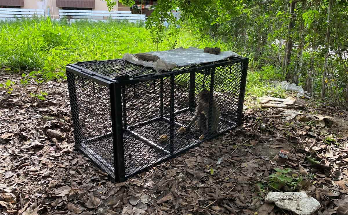 タイではカニクイザルの個体数増加も問題になっている。都市環境へも容易に進出するカニクイザルは人との軋轢を生みやすく、タイ各所で大規模な捕獲措置が取られている。撮影：プラチュアップキリカーン県フアヒン市内