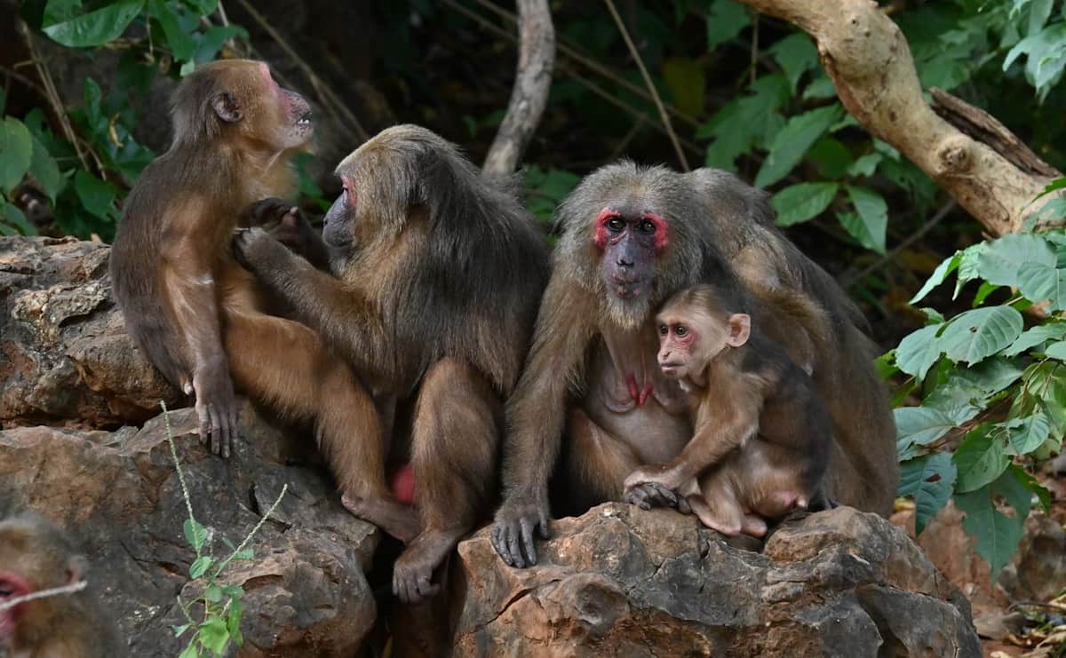 ふえると困る「絶滅危惧種」 保全と経済発展のはざまで翻弄される野生動物