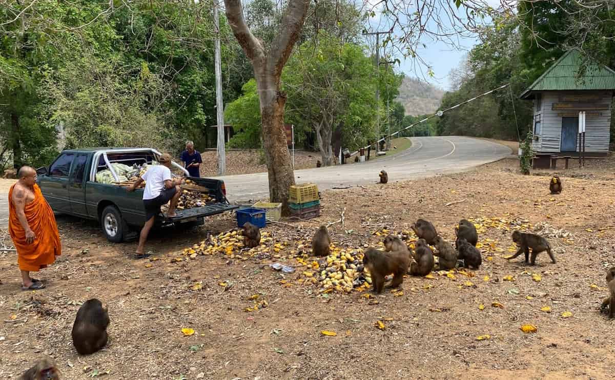 日常的に行われるサルの餌付け風景